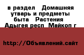  в раздел : Домашняя утварь и предметы быта » Растения . Адыгея респ.,Майкоп г.